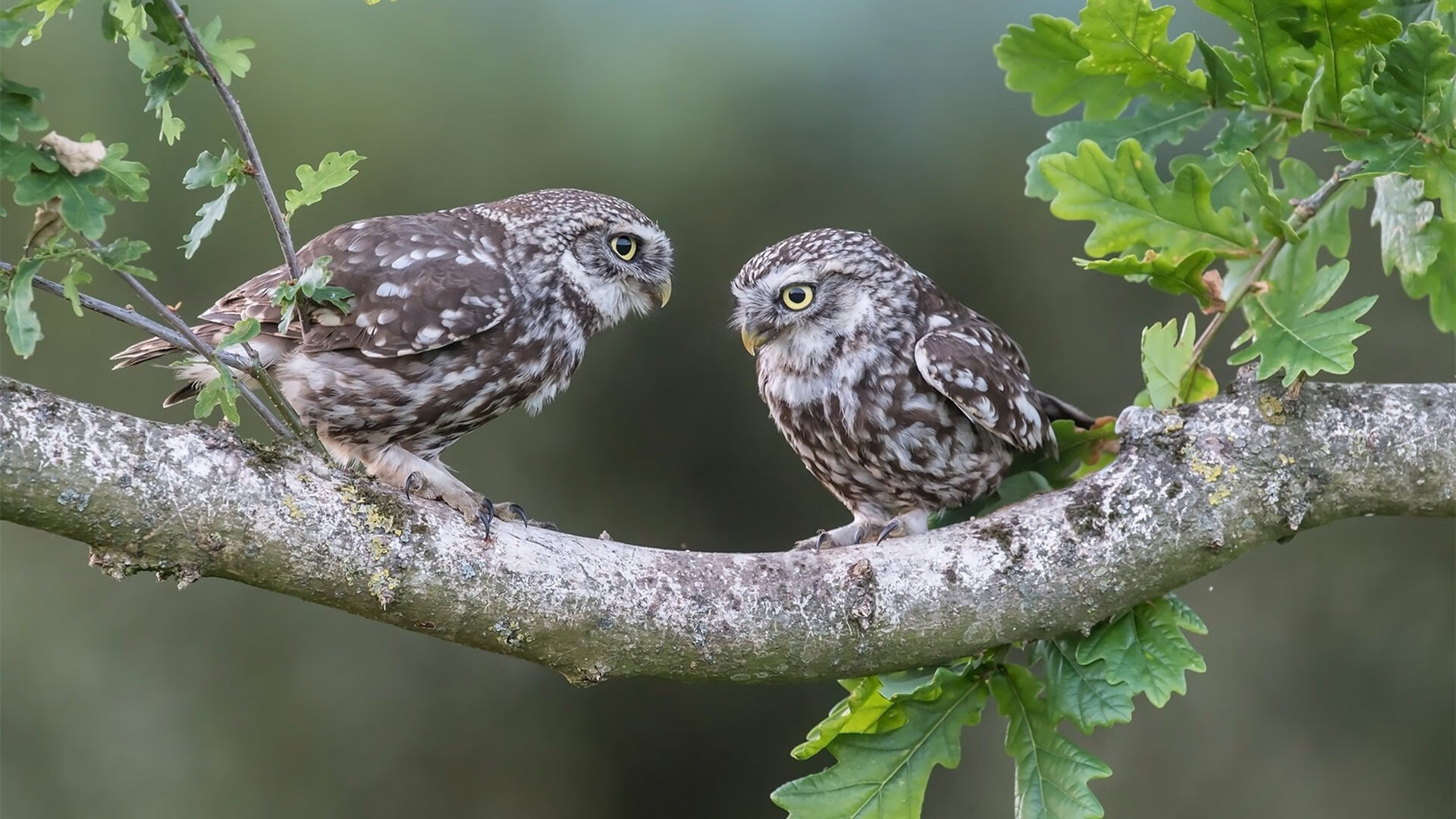 _科技驱动的全民趣味运动节:智能运动新体验_,智能 运动