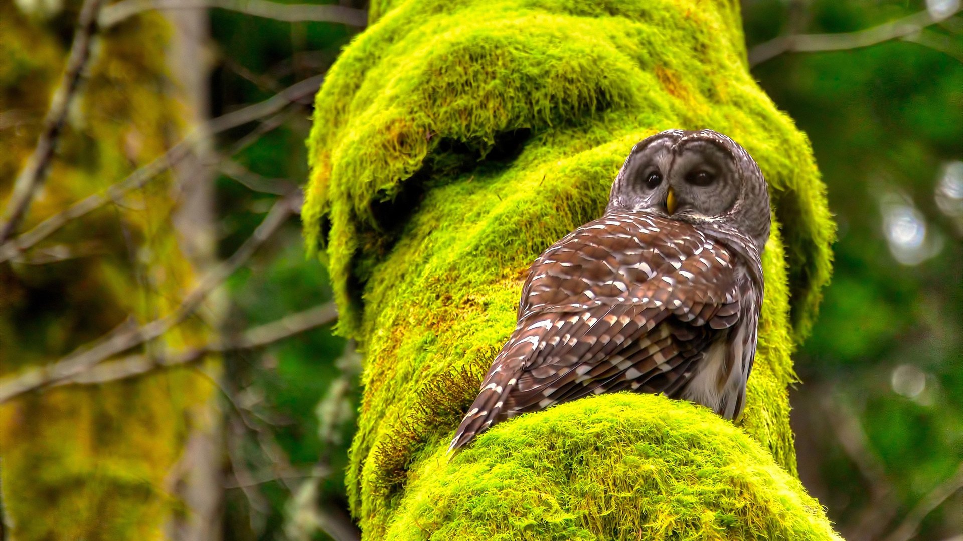 九游app下载中心-中国队前锋洛佩斯在巴黎奥运会上表现出色，足球运动员洛佩斯