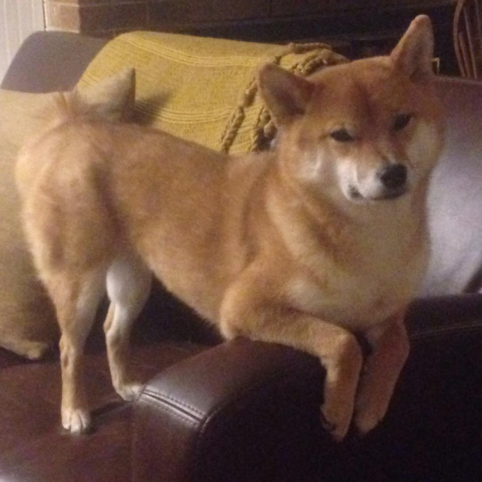 国际足联官宣世界杯扩军至48支球队,世界杯 扩军