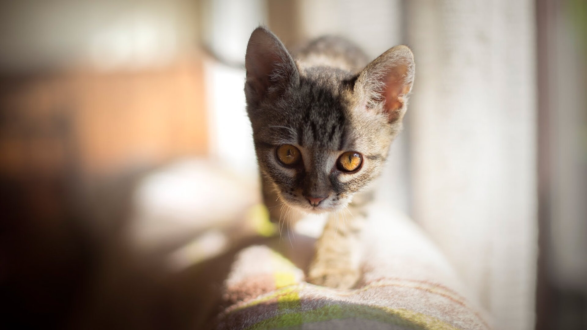 Jiu You-库里：破纪录的三分行云流水，重塑联盟打法！，库里三分名场面