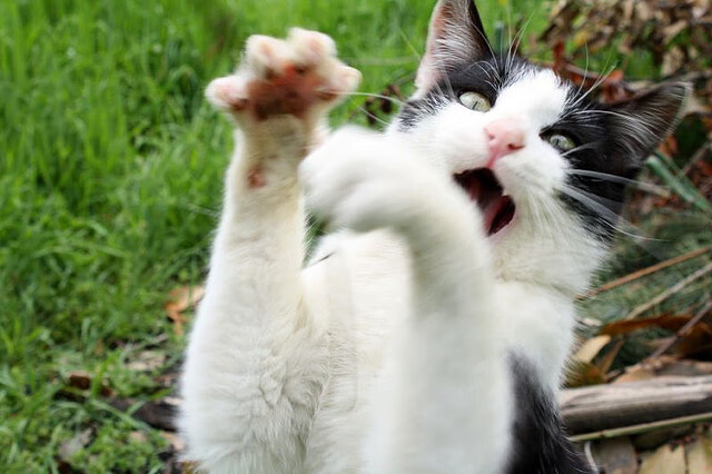 法甲:蒙彼利埃爆冷击败豪门,保级希望点燃,蒙彼利埃强吗