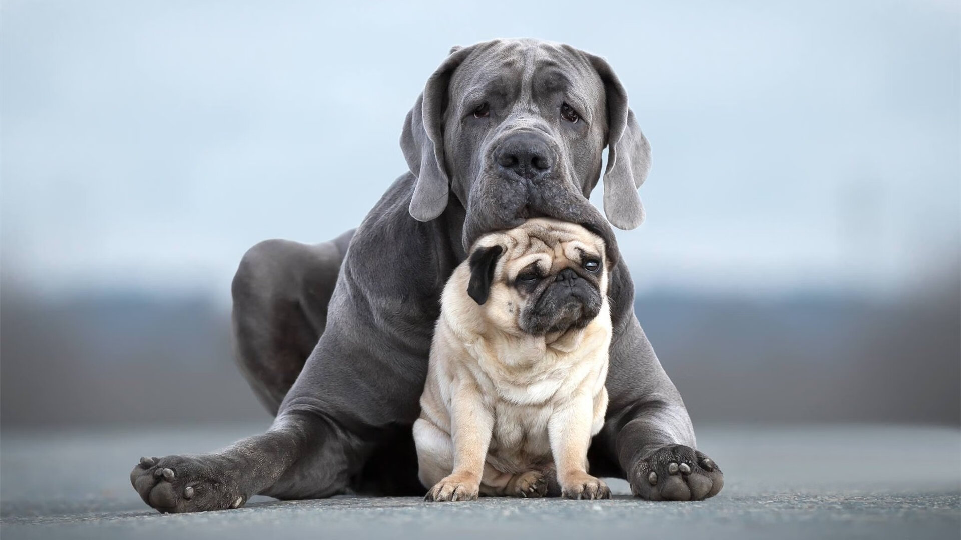 法甲比赛精彩絕伦，战术变革带来无限魅力，法甲 经典比赛