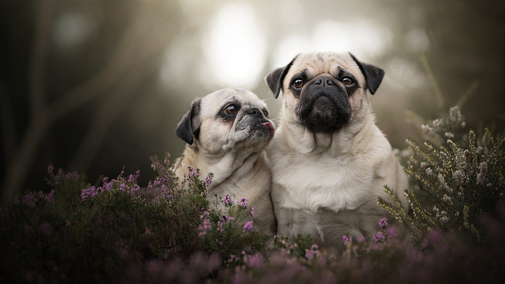 JIU YOU GAME-纽卡斯尔联后防线坚如磐石，纽卡斯尔联贴吧