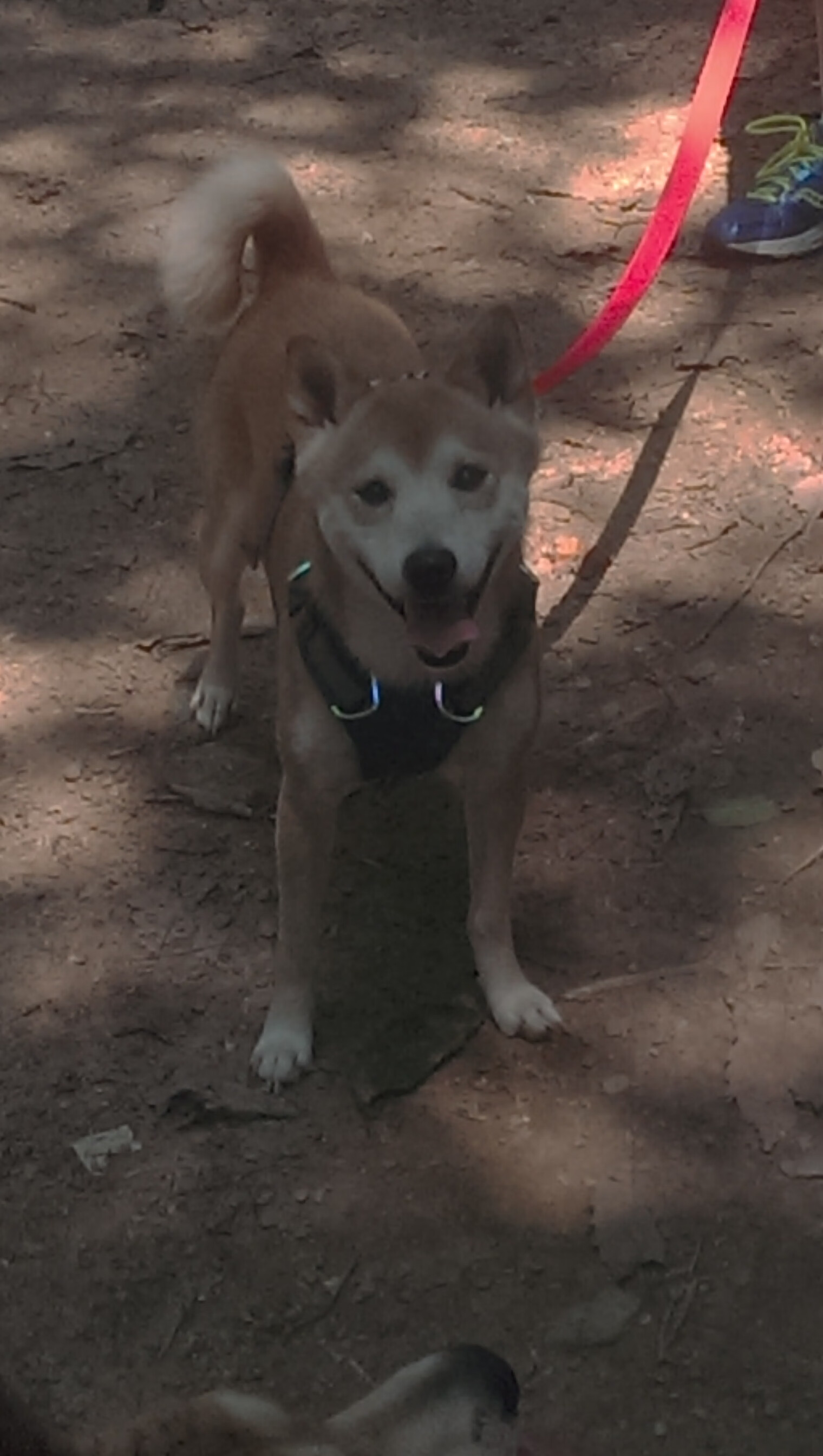 Cloud9遭遇世界赛淘汰遗憾出局，cloud9冠军