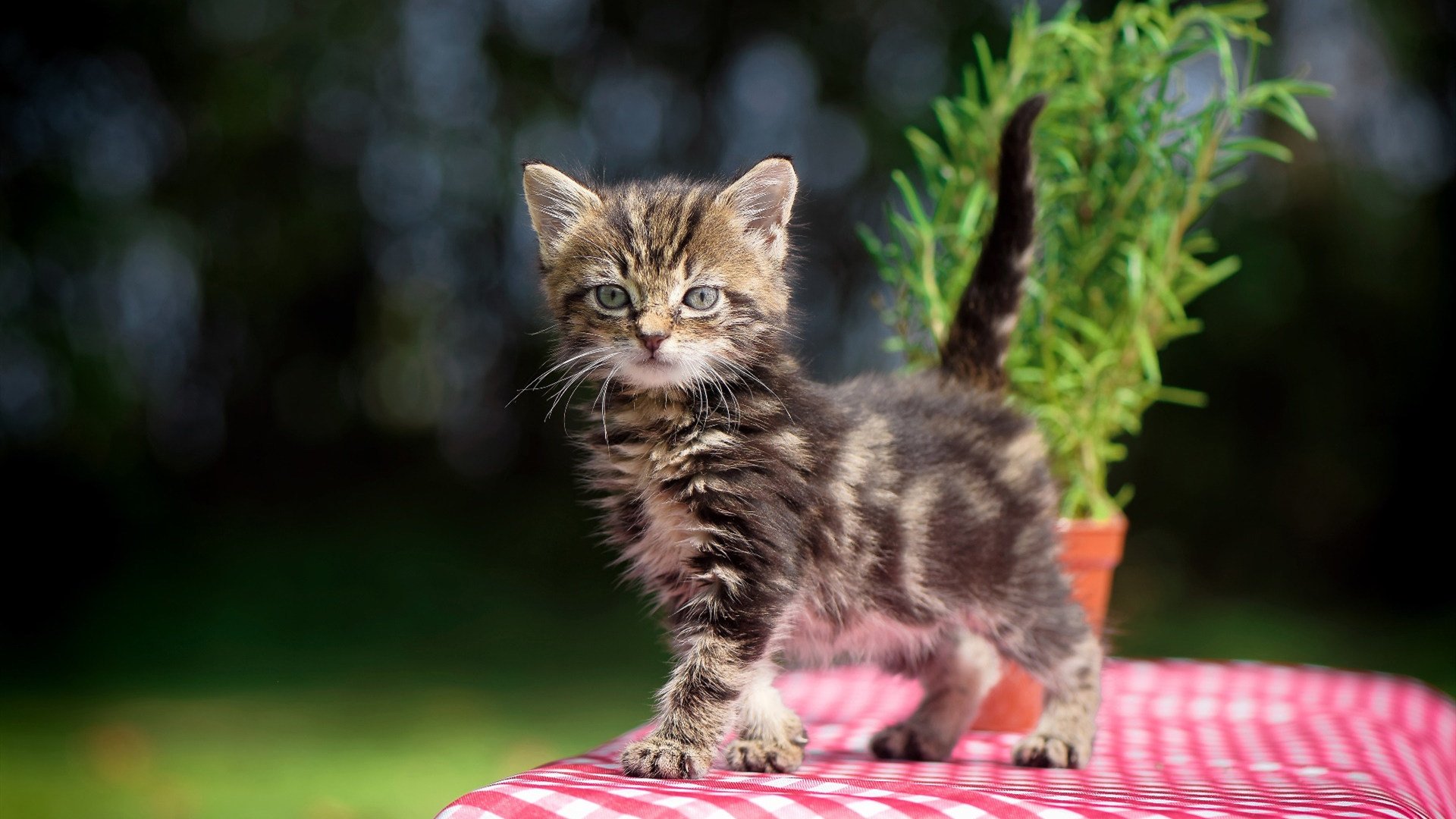 九游APP官网-NBA总决赛湖人再胜勇士，nba总决赛2020湖人热火回放