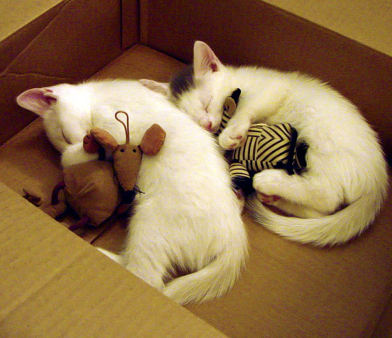 中国足球引入AI健康监测技术,中国ai足球队