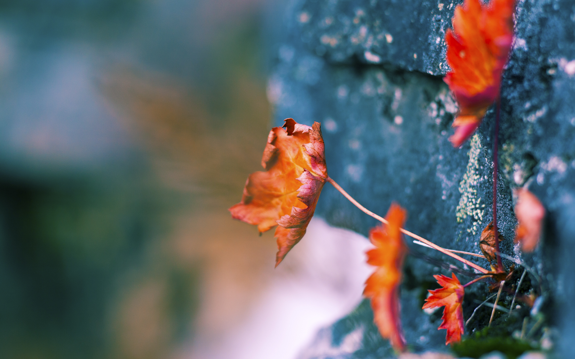 伊朗马术队在巴黎奥运会盛装舞步赛中获得第八名,成绩可圈可点。
