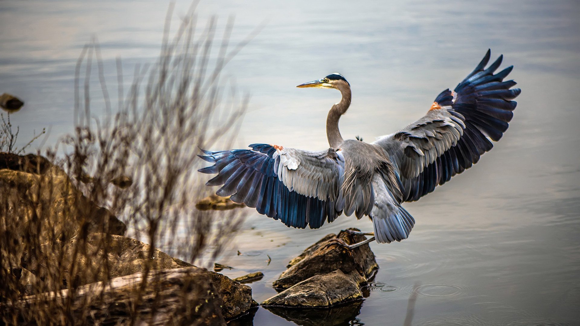 九游下载安装-切尔西尝试逆袭莱斯特城，实力对比，切尔西0-1莱斯特城