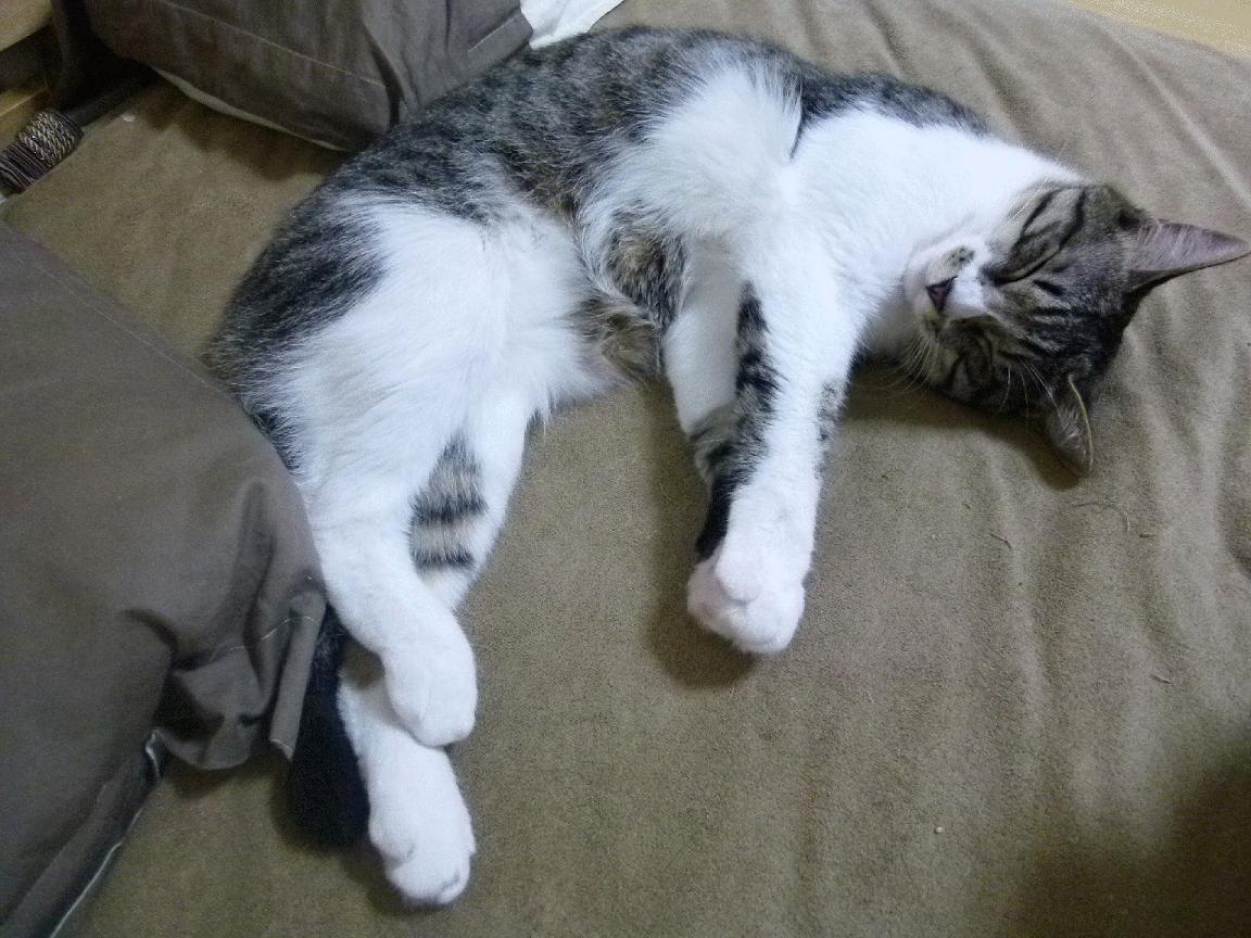 九游下载中心-卡尔马取胜，豪华进入积分榜前列，卡尔马赛程ds