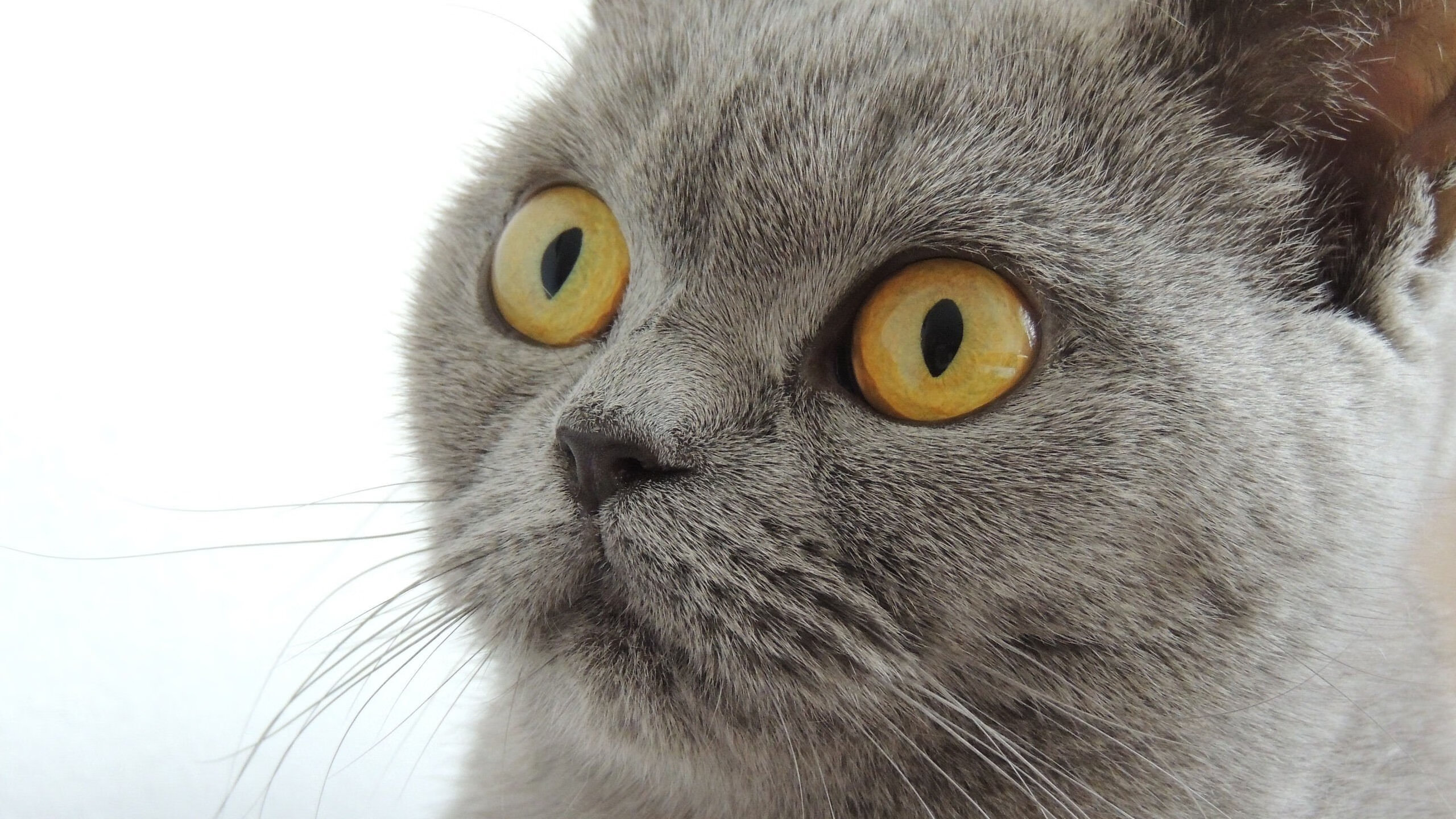 吉达联合将迎沙特国家德比大战，沙特吉达塔2020