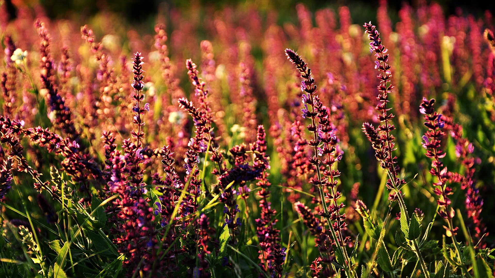 九游APP官网-塞尔塔大翻盘，瓦伦西亚遭遇失利，瓦伦西亚和塞维利亚哪个城市更好