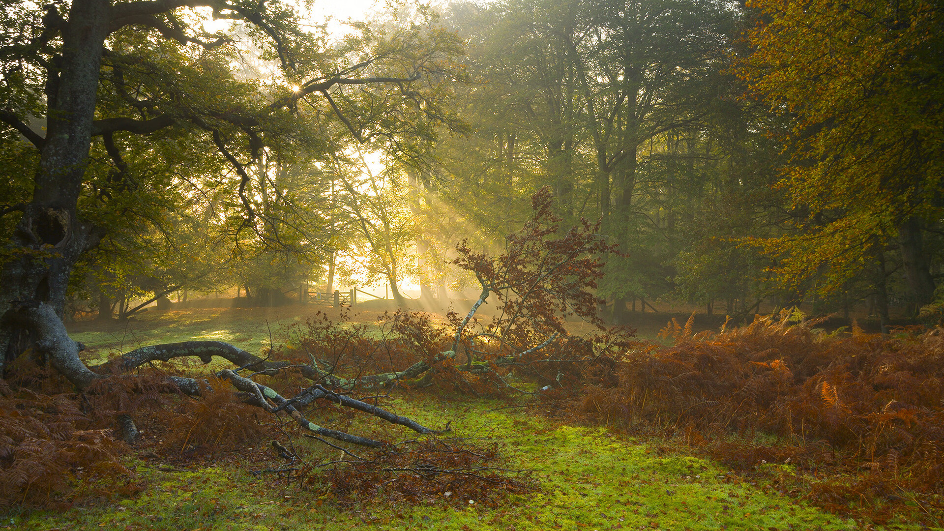 帕尔梅拉斯主帅谈球队表现,帕尔梅拉斯赛事