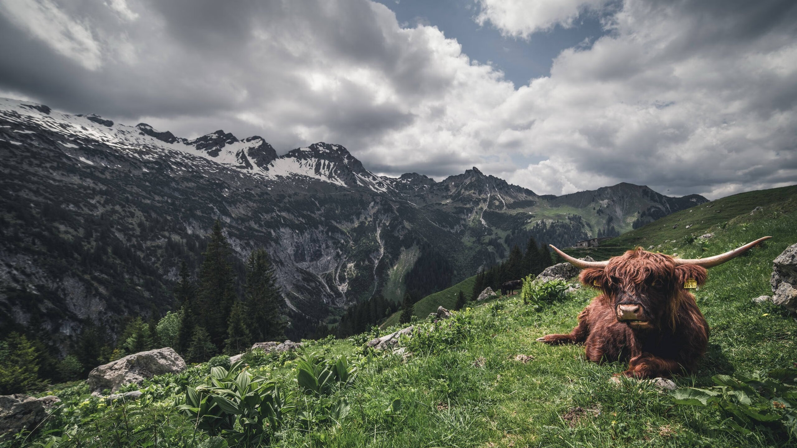 巴黎球星受伤离场,或缺重要比赛,2021巴黎球员