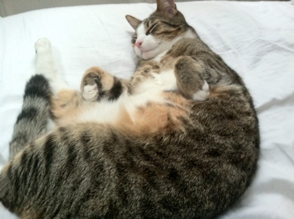 摩洛哥队门将表现稳定，获得称赞，摩洛哥国家队名单