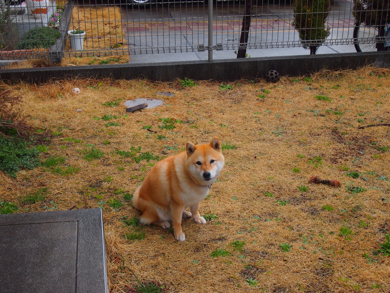 猛龙队培养新星计划顺利,猛龙队新秀