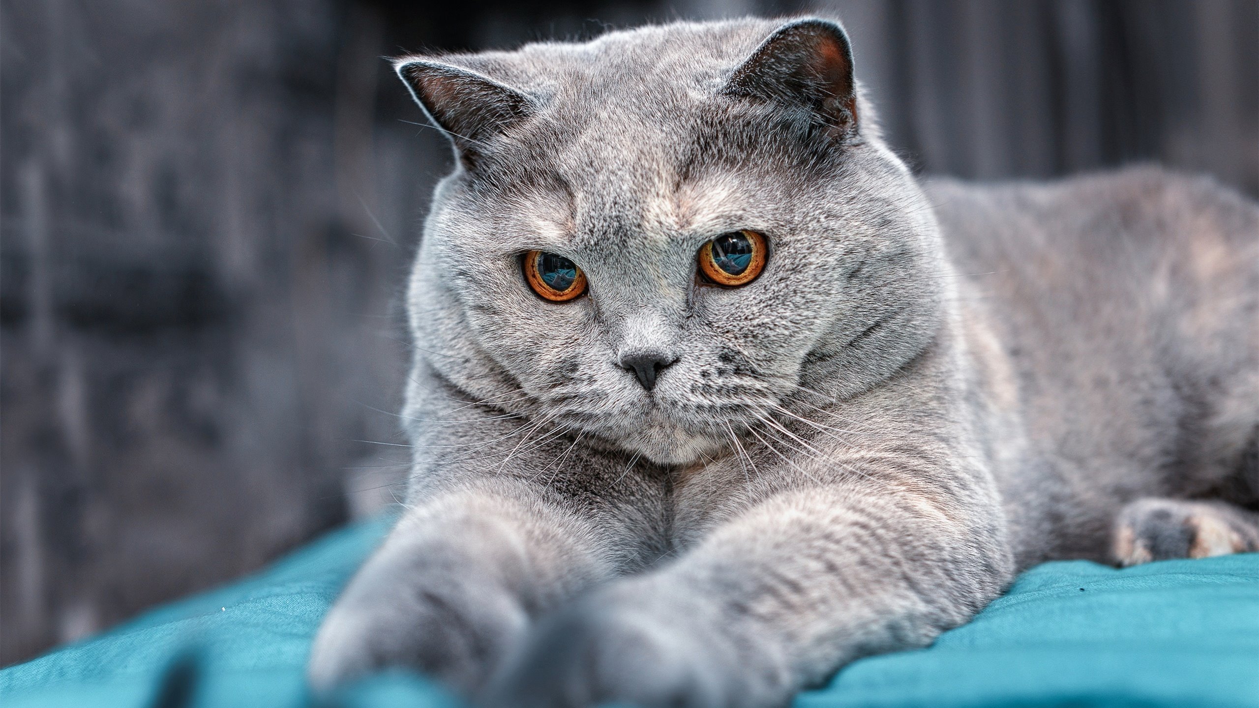 猛龙队培养新星计划顺利，猛龙队怎么样