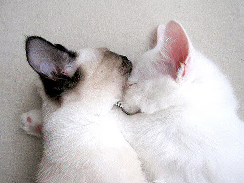 紧张足球比赛中球队士气高昂，取得胜利，紧张激烈的校际足球对抗赛结束之后