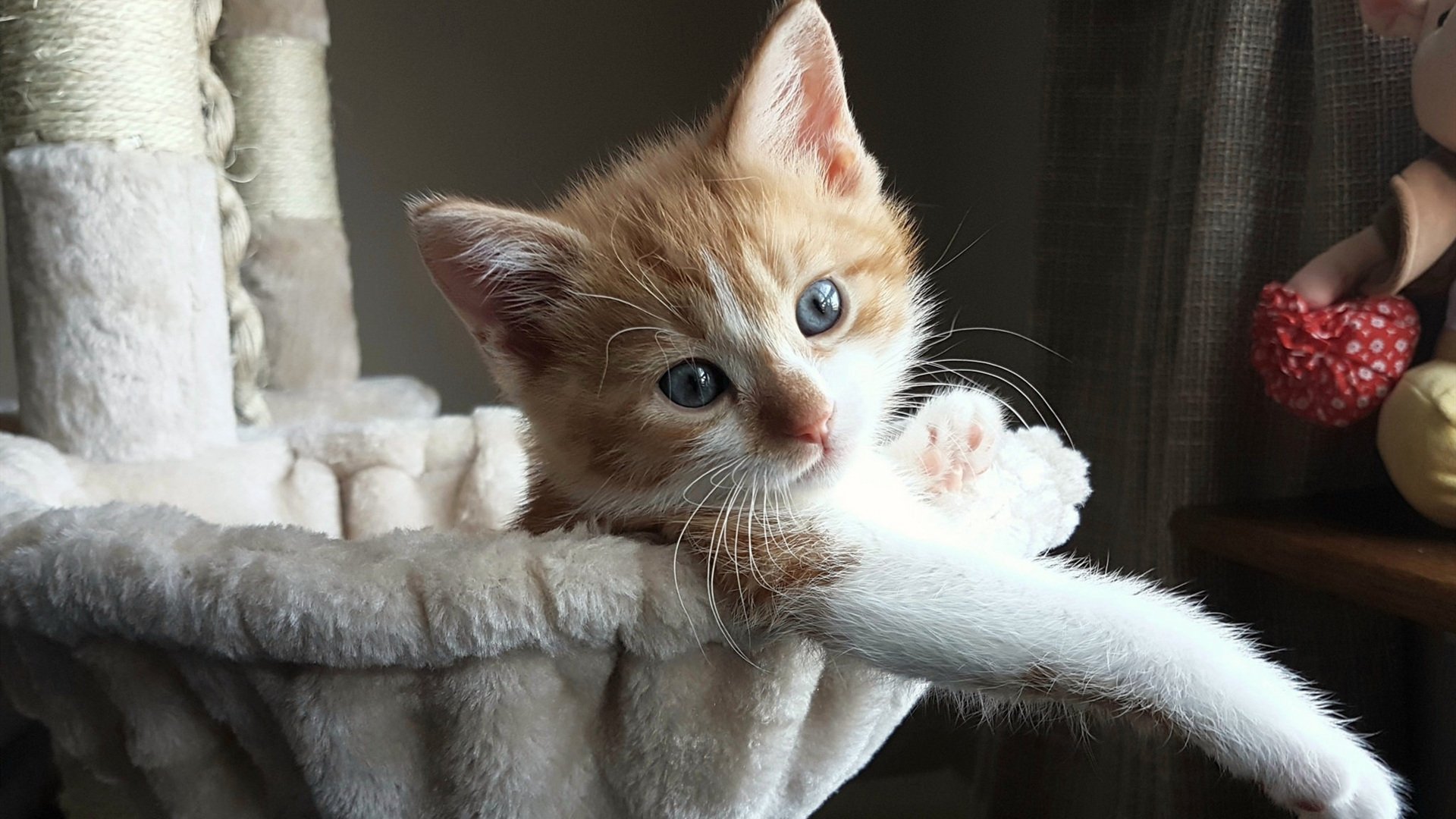 哥伦比亚马术协会与非洲马术协会开展技术援助项目,提升当地水平。