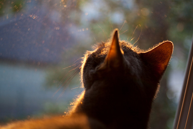 世界青年滑板锦标赛中国少年夺奖,青少年滑板联赛
