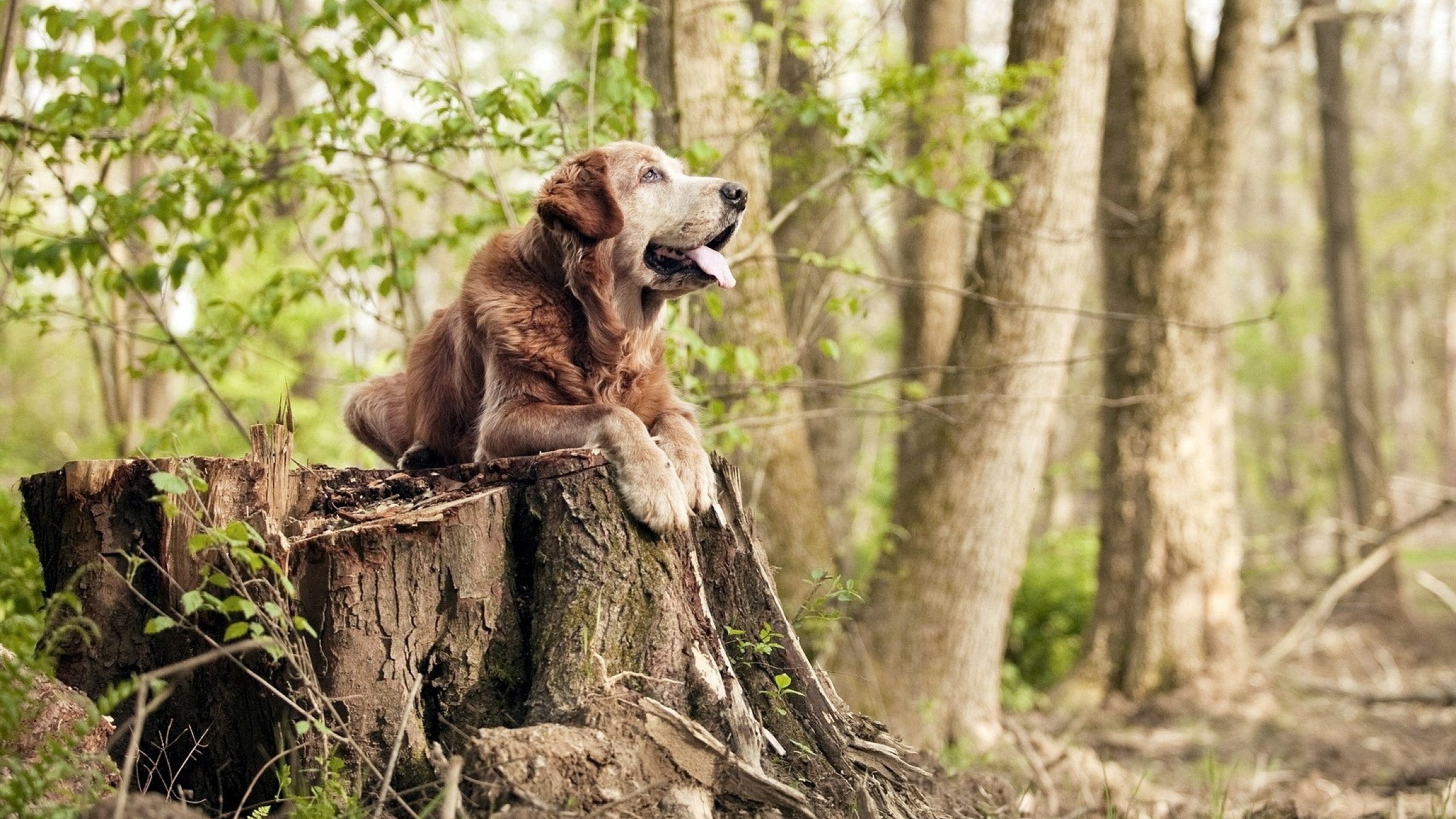 中国篮球俱乐部品牌建设实践探讨，篮球俱乐部企业概况