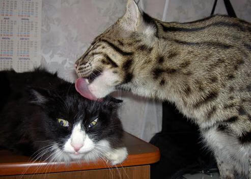 体育新闻中心构建面向国际的赛事快讯发布机制，体育新闻_社会新闻_国际新闻