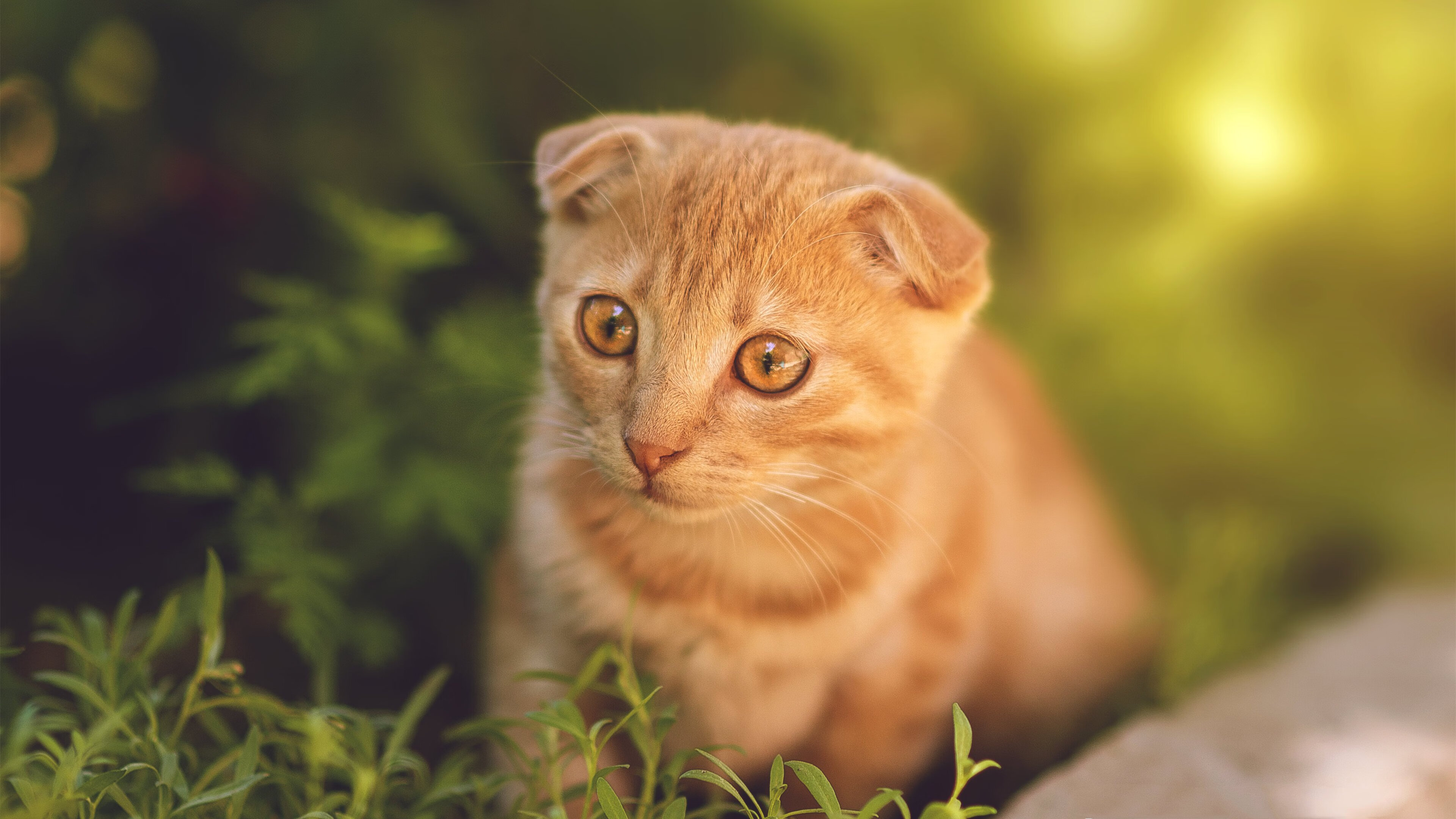 九游官网下载电脑版-瑞典队乒乓战术：高效发球与接发球的巧妙配合，瑞典著名乒乓球有哪些选手