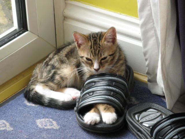 CBA球队设立内部评估体系提高训练针对性，cba组建球队