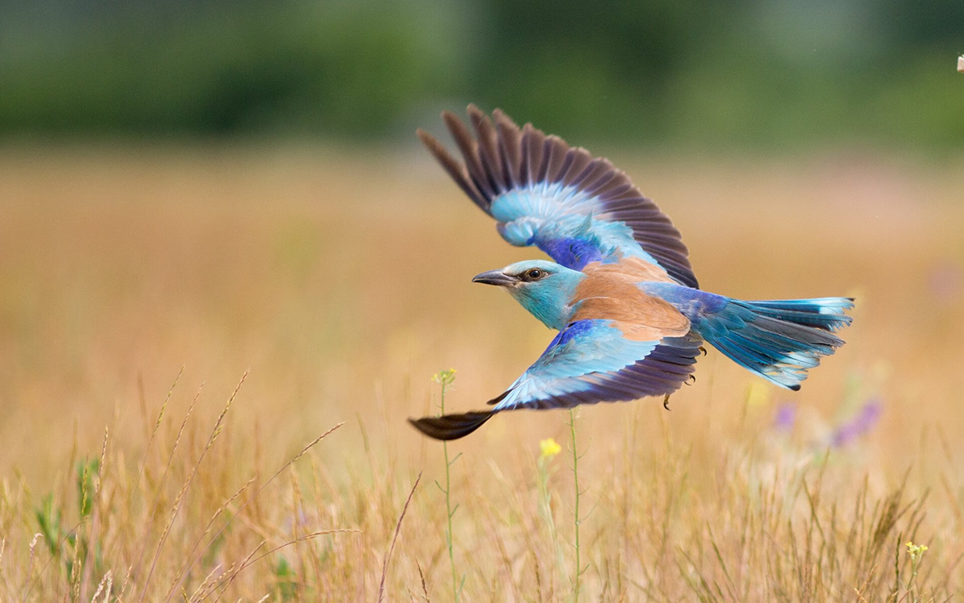 “华金·托比利亚的传球精确与防守力，助力美洲狮队屡创佳绩”