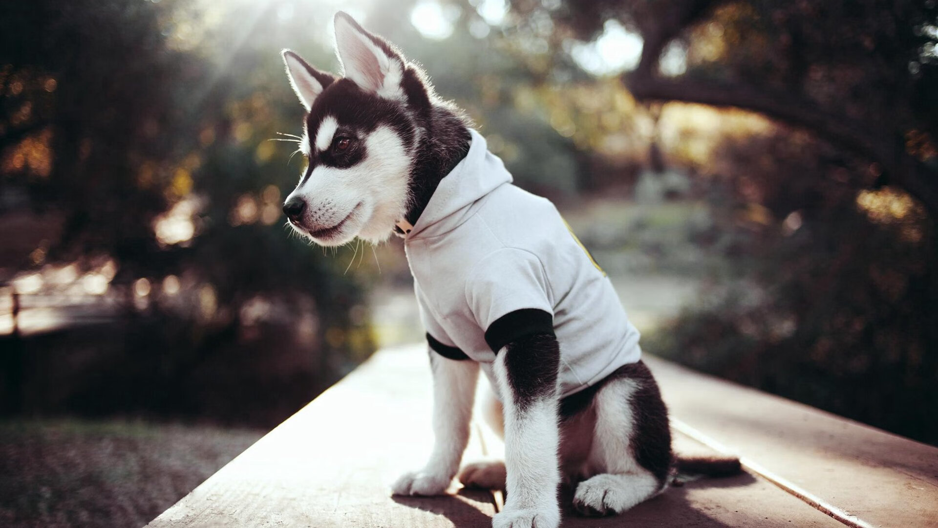 中国足球职业俱乐部开发个性化球员成长档案,国内足球球员数据网站