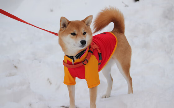 九游游戏中心-奥尔韦拉赛后分享训练心得与感受，奥拉维尔在纽约伦敦丹麦