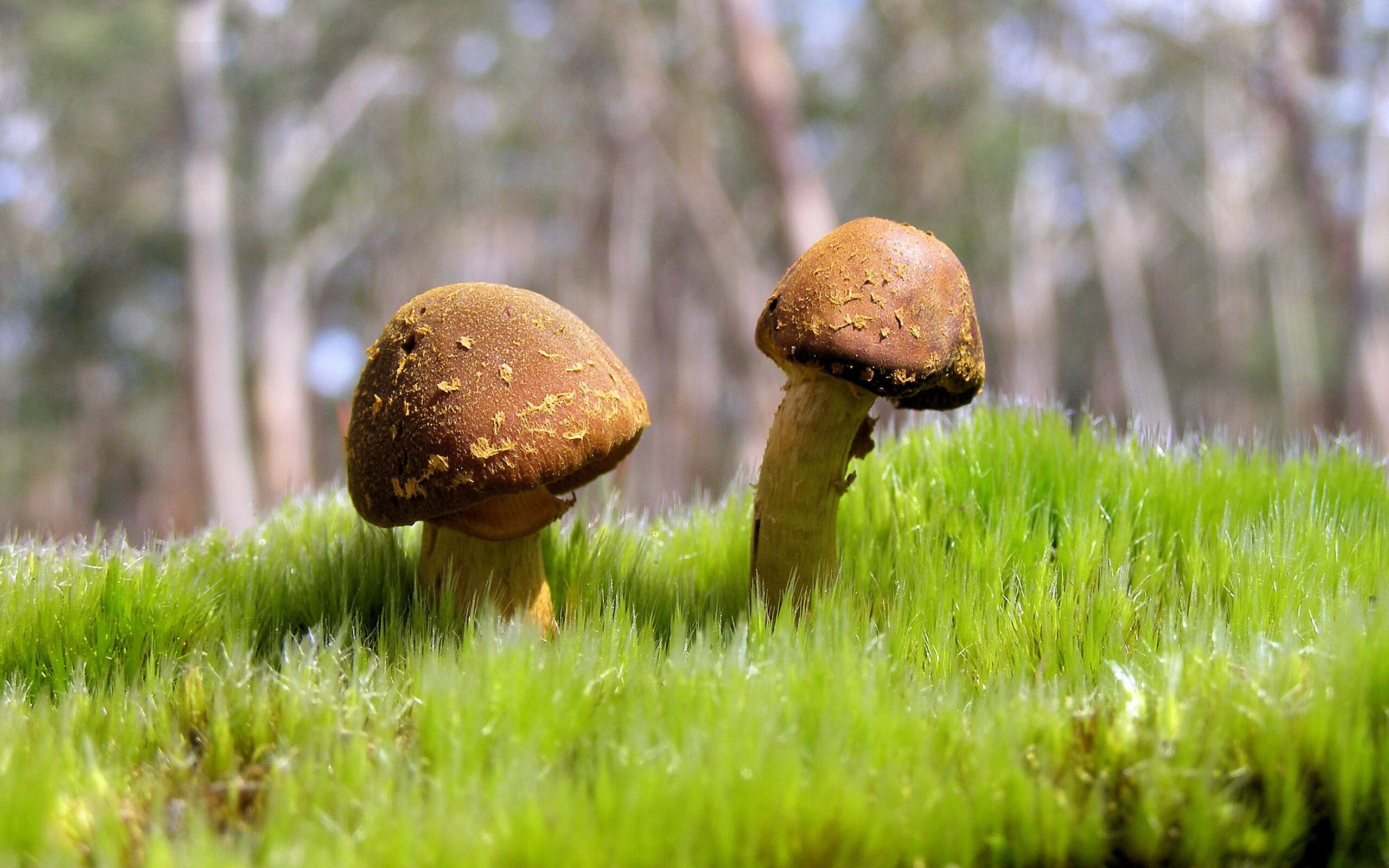 巴西队在南美预赛中保持领先，出线希望巨大