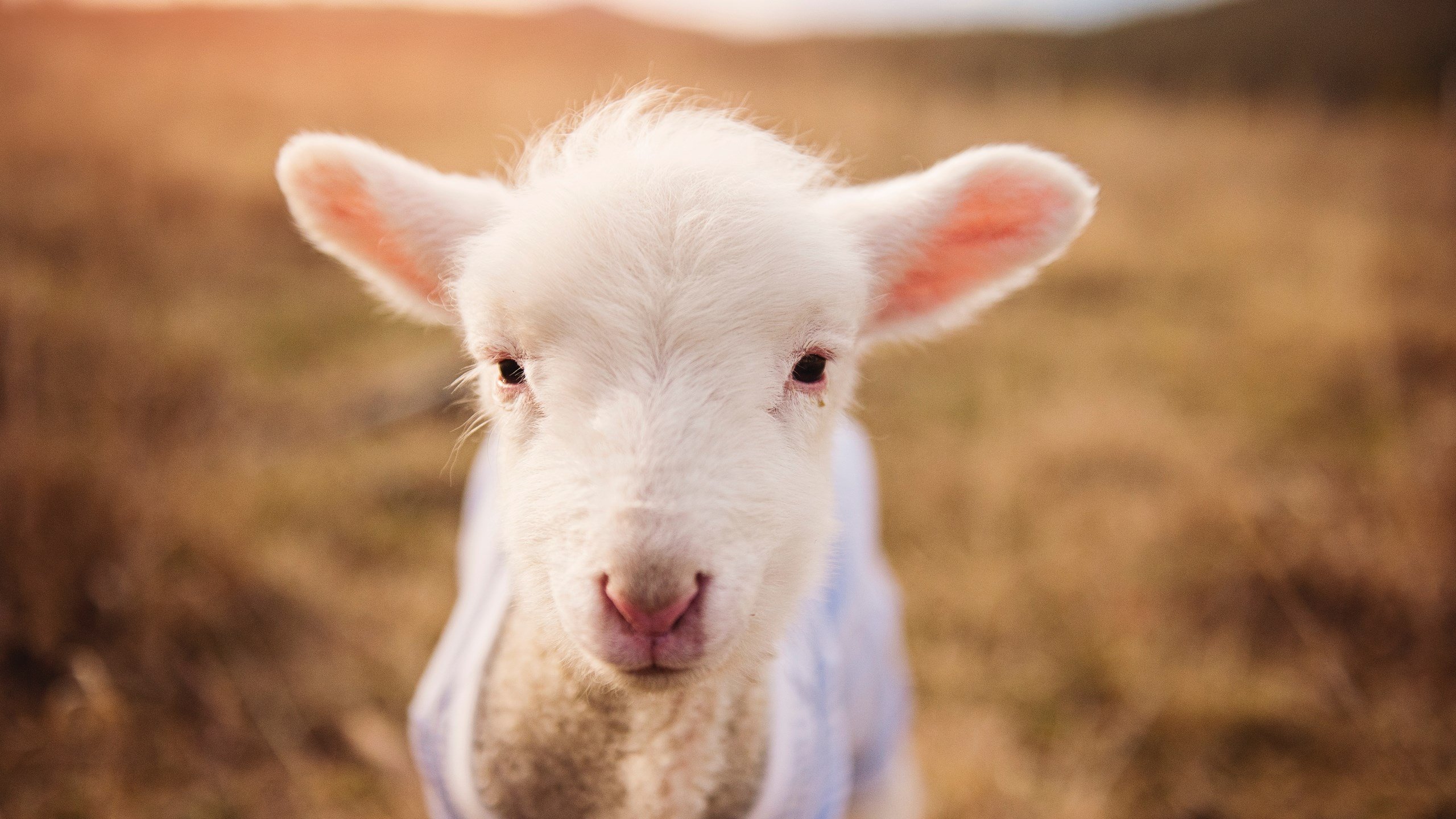 九游下载官网-男篮国家队引入外籍体能教练强化训练科学性，中国男篮外教都有谁