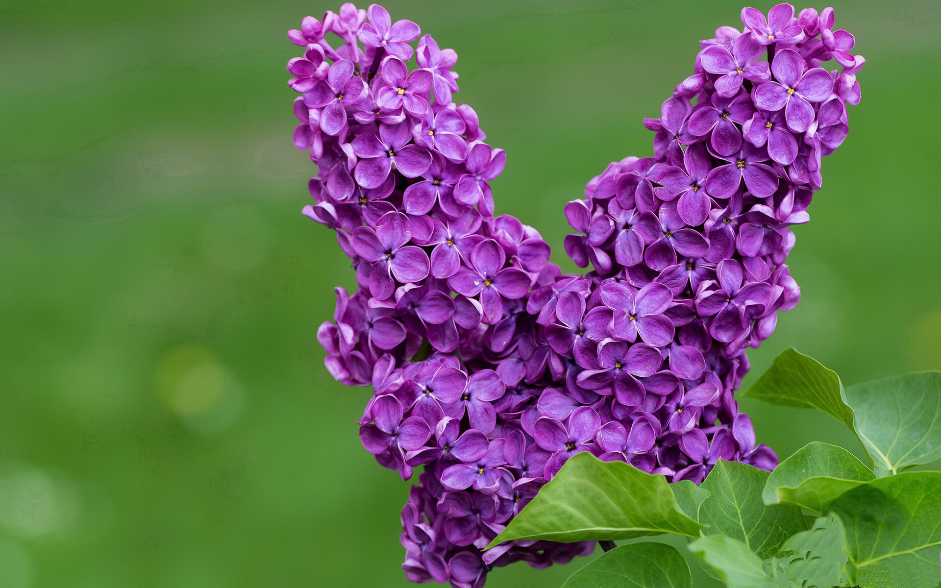 美洲杯激情之夜：英雄辈出，传奇再现，美洲杯精彩集锦