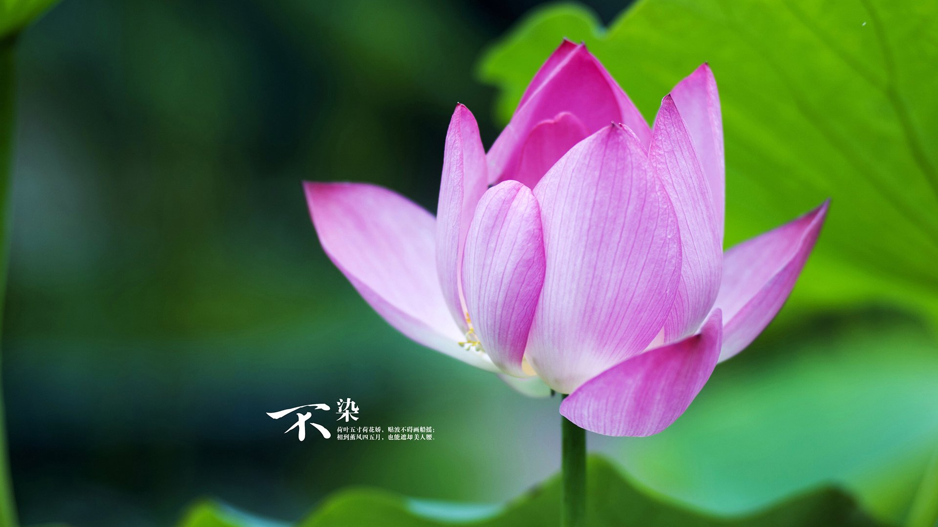 美洲杯明星大爆发:精彩表演,万人瞩目!,美洲杯原名